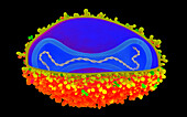 Monkeypox virus particle, illustration