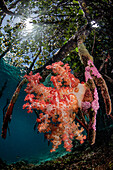 Soft coral in the mangroves, Raja Ampat, Indonesia