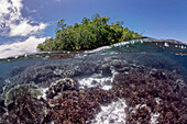 Coral reef, Raja Ampat, Indonesia