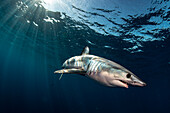 Mako shark in Tenerife