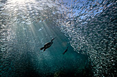 Cormorants hunting sardines in Mexico