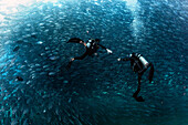 Divers in huge school fish