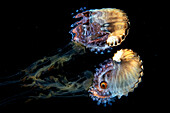 Paper nautilus riding a jellyfish