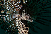 Mediterranean seahorse resting on a fan worm