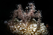 Long-legged crab on spiny dye-murex sea snail eggs