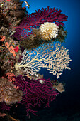 Deep mediterranean reef in Favignana island, Italy