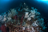 The Atlantide shoal diving spot, Italy