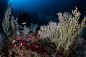 The Atlantide shoal diving spot, Italy