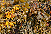 Channeled wrack and spiralled wrack seaweed