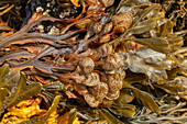 Spiralled wrack (Fucus spiralis) brown seaweed