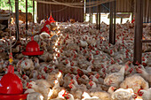 Organic chicken farm
