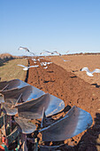 Gulls following the plough feeding on earthworms