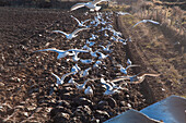 Gulls feeding on earthworms on freshly ploughed field