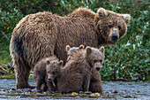 Brown bears in Alaska, USA