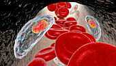 Toxoplasma gondii in blood, illustration