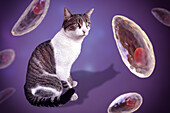 Toxoplasma gondii parasites and cat, composite image