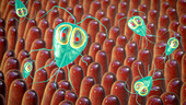 Giardia lamblia parasites in human intestine, illustration