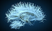 Human brain nerve tracts, illustration