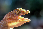 Fan-fingered gecko
