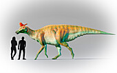 Humans compared in scale to Lambeosaurus.