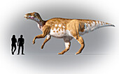 Humans compared in scale to Edmontosaurus