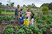 Family harvesting fresh carrots in vegetable garden