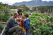 Family harvesting fresh carrots in vegetable garden