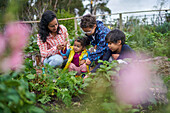 Family harvesting carrots in vegetable garden