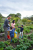 Family harvesting vegetables in garden