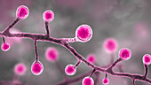 Blastomyces fungus, illustration