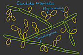Candida tropicalis yeasts, illustration