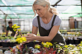 Female garden shop owner inspecting plants in greenhouse
