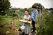 Mother and sons harvesting vegetables on allotment