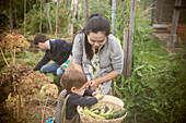 Mother and son harvesting vegetables