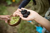 Hand holding fresh blackberries