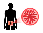 Small intestine anatomy, illustration