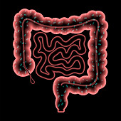 Gut microbiota, conceptual illustration