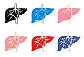 Human livers, illustration
