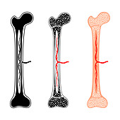 Human bones, illustration