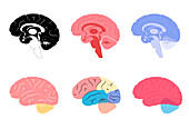 Human brains, illustration