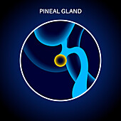Pineal gland, illustration