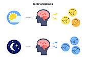 Sleep wake cycle, illustration