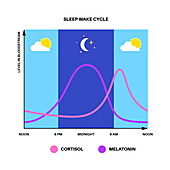 Sleep wake cycle, illustration