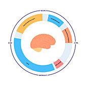 Sleep wake cycle, illustration