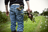 Man in jeans carrying fresh harvested beets
