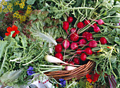 Radishes and various salads in a basket