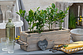 Kaffir lime plant (Citrus hystrix) in planter as kitchen decoration, close-up