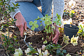 Planting Christmas roses in the garden after Christmas