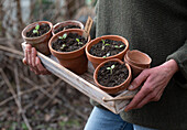 Sowing basil (Ocimum basilicum) in flower pots, close-up