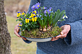 Balkan anemone (Anemone blanda), snowdrop (galanthus), violet (Viola) and grape hyacinth (muscari) in flower bowl